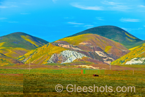 Tractor and Wildflower Hills, Carrizo Plain, CA