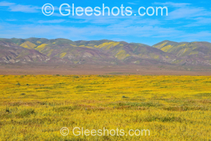 At the Carrizo Plain National Monument, a vast field of yellow wildflowers stretches towards distant rolling hills with shades of purple and yellow under a bright blue sky in this wildflower super bloom event.   California Fine Art Landscape Photography Print for Sale.