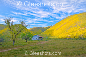 A small, rustic house sits in a valley surrounded by rolling hills covered in yellow wildflowers in this scene near Carrizo Plain National Monument.  A  few trees stand near the house under a blue sky with scattered clouds.  California Fine Art Landscape Photography Print for Sale.