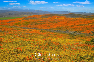 At the Antelope Valley Poppy Reserve in California, a vast hillside covered in vibrant orange and yellow wildflowers stretches under a bright blue sky with scattered clouds. Distant mountains rise on the horizon.  California Landscape Photography Print for Sale.