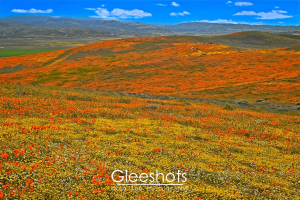 At the Antelope Valley Poppy Reserve, a vibrant landscape of rolling hills is covered in bright orange and yellow wildflowers.   California Landscape Photography Print for Sale.