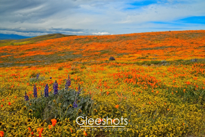 Purple lupine wildflowers are featured in the foreground of a vast rolling field covered with vibrant orange, yellow, and purple wildflowers.  The hillside of flowers stretches towards the horizon of the Antelope Valley Poppy Reserve.  California Fine Art Landscape Photography Print for Sale.
