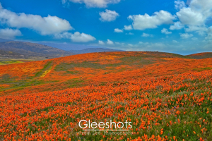 A vibrant field of orange poppies at the Antelope Valley Reserve blankets rolling hills under a bright blue sky with scattered clouds.  People can be seen walking on the hills in  the distance.  California Landscape Photography Print for Sale.