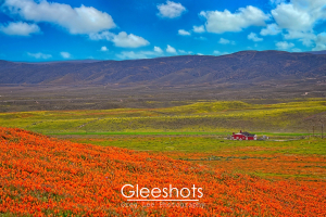 In this colorful landscape from Lancaster California, wildflower fields covered in bright orange poppies and yellow flowers are displayed stretching towards distant mountains.  A small red house stands amidst the fields.  California Fine Art Landscape Photography Print for Sale.
