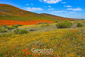 A scenic hillside covered in vibrant orange poppies and yellow and white wildflowers under a bright blue sky with scattered white clouds. Green shrubs are scattered throughout the colorful landscape.  California Fine Art Landscape Photography Print for Sale.
