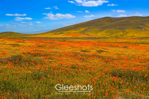 A vibrant field of orange wildflowers stretches across rolling hills under a blue sky with scattered clouds. Yellow flowers cover distant hills.  California Fine Art Landscape Photography Print for Sale.