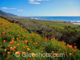 A coastal landscape view of California, with vibrant orange poppies in the foreground, dense green vegetation, and a clear blue sky. A rugged coastline and the shimmering ocean are visible in the background.  California Fine Art Landscape Photography Print for Sale.