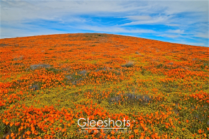 A vast hillside stretching to the horizon is covered with a vibrant mix of blooming orange poppies and yellow wildflowers at the Antelope Valley Poppy Reserve.  Photo is from the 2019 wildflower super bloom.  California Fine Art Landscape Photography Print for Sale.