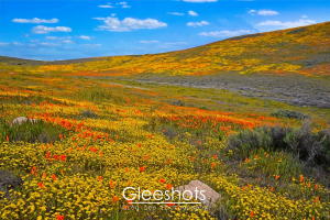 A vibrant landscape of rolling hills covered in orange and yellow wildflowers under a bright blue sky with scattered clouds. Rocks and green shrubs are visible in the foreground.  California Fine Art Landscape Photography Print for Sale.