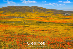 A vibrant landscape near Lancaster California features rolling hills and a vast field covered in vivid orange poppies and yellow wildflowers under a blue sky during a super bloom event.   California Fine Art Landscape Photography Print for Sale.