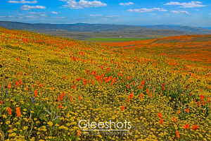 A vibrant up-close shot of a field of orange poppies and yellow wildflowers stretches across rolling hills under a blue sky with scattered clouds, with distant mountains visible on the horizon.  California Landscape Photography Print for Sale.