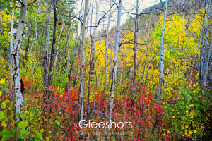 In Rocky Mountain National Park, a vibrant forest scene showcases autumn foliage with tall white barked aspen trees interspersed among stunning fall colors of yellow, red, and green leaves.  Colorado Fine Art Landscape Photography Print for Sale.