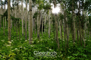 A serene forest scene with tall, slender aspen trees reaching upward, their bark displaying intricate patterns. The forest floor is carpeted with lush greenery and white Queen Annes Lace wildflowers. Sunlight filters through the foliage, creating a tranquil atmosphere.  Colorado Fine Art Landscape Photography Print for Sale.