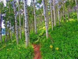 A narrow dirt trail winds through a dense forest of tall, slender aspen trees with white bark and green leaves. Vibrant green grass and a sprinkling of yellow wildflowers cover the forest floor.   Colorado Fine Art Landscape Photography Print for Sale.