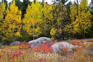 A serene autumn landscape in Rocky Mountain National Park, featuring an aspen forest whose leaves have turned vibrant shades of yellow. Large boulders are scattered in the foreground, surrounded by grasses and small plants with red, orange, and yellow foliage.  Colorado Fine Art Landscape Photography Print for Sale.