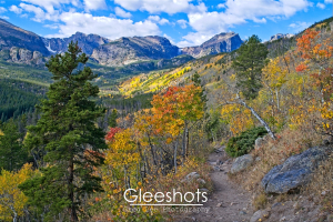 A hiking trail in Rocky Mountain National Park winds through a forest of colorful aspen trees in the fall. Snow-capped peaks and a partly cloudy blue sky can be seen in the background, with an evergreen tree featured in the foreground.  Colorado Fine Art Landscape Photography Print for Sale.
