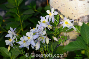 A close-up view of delicate, pale purple and white Colorado Blue Columbine flowers with yellow centers near the base of an aspen tree. Lush green leaves surround the flowers.  Colorado Fine Art Landscape Photography Print for Sale.