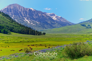 A picturesque landscape in Crested Butte, featuring lush green meadows, grazing cows, and a backdrop of towering snow-capped mountains under a clear blue sky. Purple lupine wildflowers dot the foreground, adding a touch of color to the serene scene.  Colorado Fine Art Landscape Photography Print for Sale.
