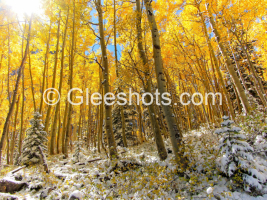 A sunlit forest with tall aspen trees showcasing bright yellow autumn leaves stands amongst smaller evergreen trees and a forest floor covered in snow. The clear blue sky peeks through the canopy, creating a picturesque scene of seasonal transition.  Colorado Fine Art Landscape Photography Print for Sale.