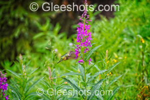 Hummingbird feeding from purple loosestrife wildflowers.  Fine Art Nature Photography Print for Sale.