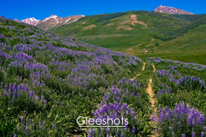 A lush field of purple lupine wildflowers stretches across rolling hills, leading towards snow-capped mountains under a clear blue sky. A narrow dirt path winds through the flowering meadow in Crested Butte.  Colorado Landscape Photography Print for Sale.