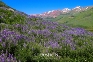 In Crested Butte, a field of vibrant purple lupine wildflowers stretches across rolling hills, with snow-capped maroon mountains visible in the background under a clear blue sky.  Colorado Landscape Photography Print for Sale.