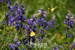 A close-up of vibrant purple lupine wildflowers with two pale yellow butterflies fluttering around them. The background is a lush green field in Crested Butte.  Colorado Fine Art Landscape Photography Print for Sale.