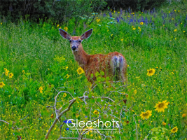 A mule deer with large ears looks towards the camera in a lush, green meadow filled with vibrant yellow wildflowers. The background includes dense foliage and a hint of purple and blue flowers.   Colorado Fine Art Landscape Photography Print for Sale.