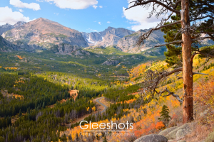 Along a hiking trail in Rocky Mountain National Park, autumn foliage in shades of green, yellow, and orange covers the trees of the mountain valley below.  A winding road cuts through the lush forest, while a tall, partially barren pine tree stands in the foreground.  Snow-capped peaks are visible in the distance.  Colorado Fine Art Landscape Photography Print for Sale.