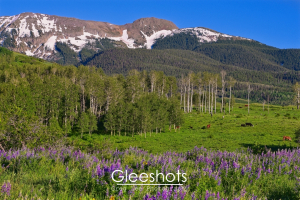 Beneath the snow-capped Sun Juan Mountains, cows graze in a lush green meadow with purple lupine wildflowers in the foreground and scattered trees.  Colorado Landscape Photography Print for Sale.