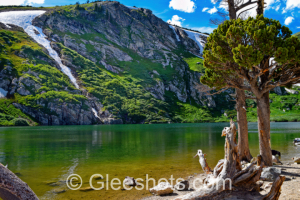 At St Mary Glacier in Colorado, a serene mountain lake with green-hued water is framed by lush green hills and mountains with patches of snow. A gnarled tree with sparse foliage stands in the foreground, beside the lake's rocky shore with petrified wood logs.  Colorado Fine Art Landscape Photography Print for Sale.