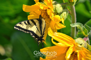 Close-up of a swallowtail butterfly feeding from a yellow wildflower.  Fine Art Nature Photography Print for Sale.