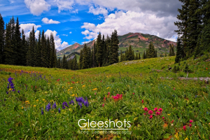 Along Trail 401, outside of Crested Butte,  a scenic view of a mountain landscape features a lush meadow filled with colorful pink, purple, and yellow wildflowers in the foreground. Tall evergreen trees frame the meadow, with majestic mountains and a partly cloudy sky in the background.  Colorado Fine Art Landscape Photography Print for Sale.