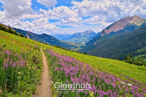 Vibrant purple loosestrife wildflowers are featured in this colorful mountain landscape, with Mt Crested Butte in the distance.  The dirt 401 trail leads into the lush Gothic valley below.  A blue sky filled with puffy white clouds hovers over the mountains.  Colorado Fine Art Landscape Photography Print for Sale.
