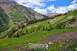 A vibrant mountain meadow with purple loosestrife and white wildflowers stretches towards the horizon in this landscape scene near Crested Butte. Lush green hills, rocky slopes, and patches of snow are seen under a partly cloudy blue sky. Evergreen trees dot the landscape.  Colorado Fine Art Landscape Photography Print for Sale.