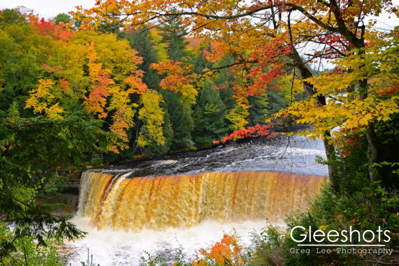 A colorful autumn scene showcasing Tahquamenon Falls and its amber-colored water, cascading over a ledge, surrounded by trees exhibiting a vivid palette of red, orange, and yellow leaves.  Michigan Fine Art Landscape Photography Print for Sale.