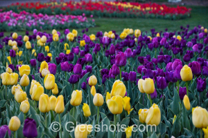 Purple & Yellow Tulip Field