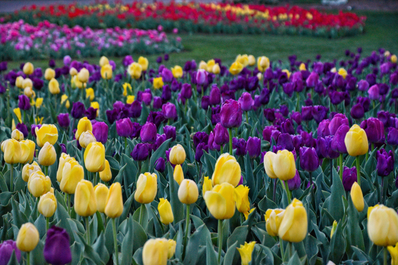 Purple & Yellow Tulip Field