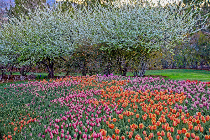 Purple Rain & Apricot Foxx Tulip Field with Flowering Trees