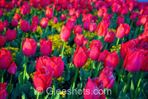 Red Tulips & Yellow Flowers Close-Up