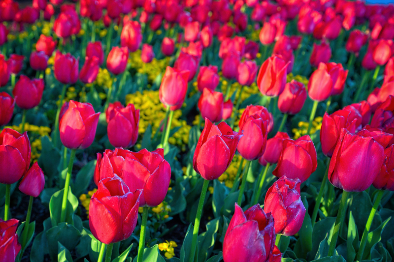 Red Tulips & Yellow Flowers Close-Up