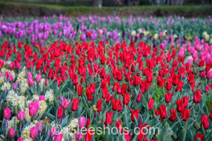 Red Pieter de Leur Lily Flowering, Purple, and Pink Tulip Field