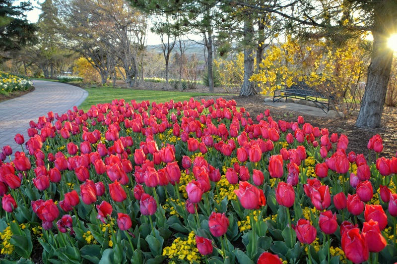 Red Tulips & Pathway at Sunset