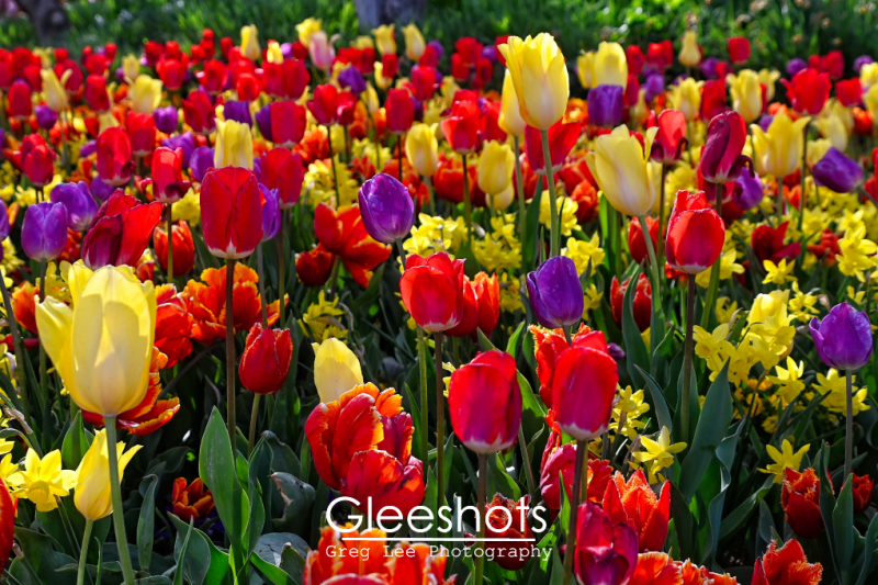 Red, Purple, and Yellow Tulip Field