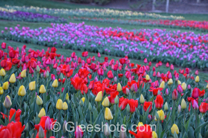 Red & Yellow Tulip Field