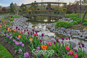 Tulips and Bridge at Sunset