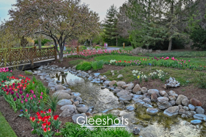 Tulips, Stream, and Flowering Tree