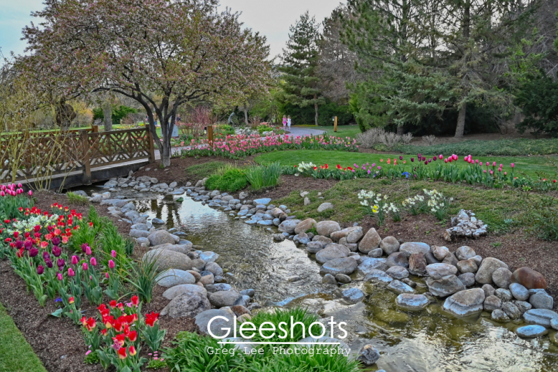 Tulips, Stream, and Flowering Tree