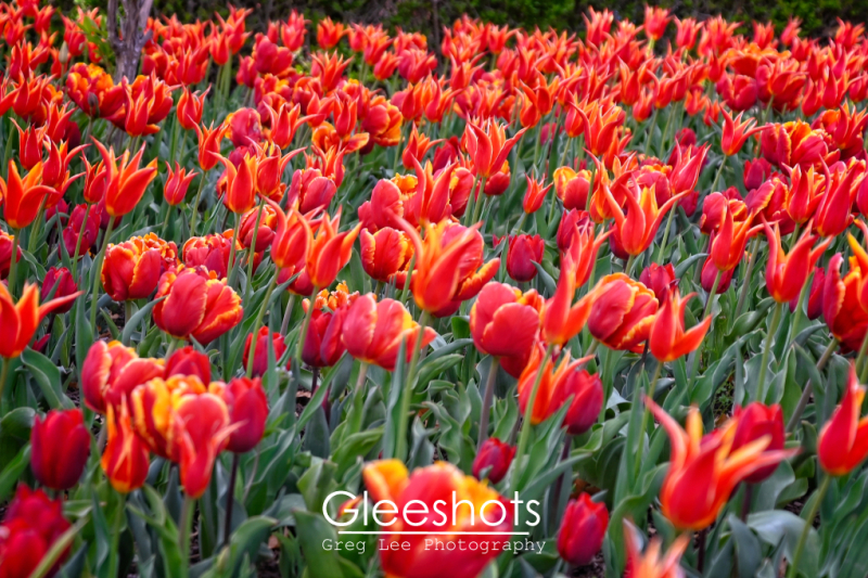 Orange Red Tulip Meadow