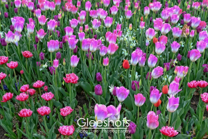 Pink & White Tulip Field